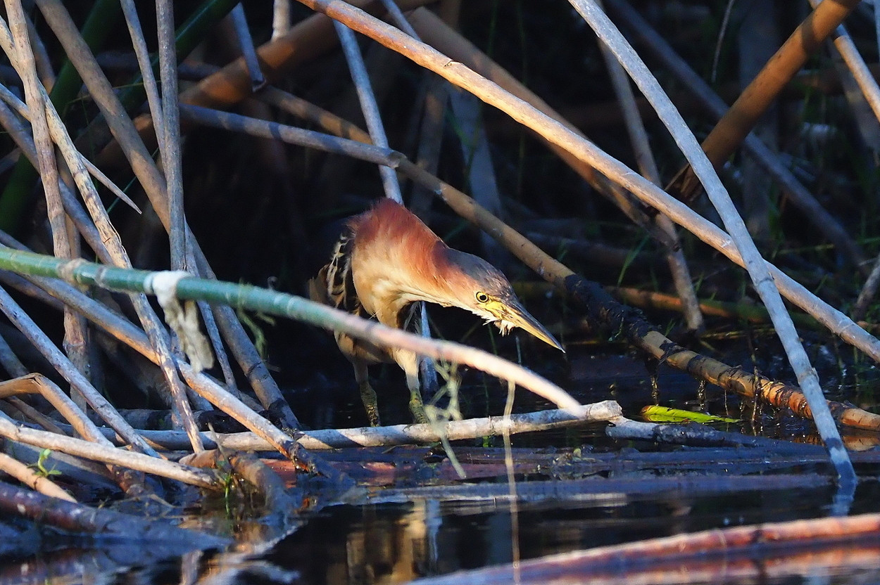 image Australian Little Bittern